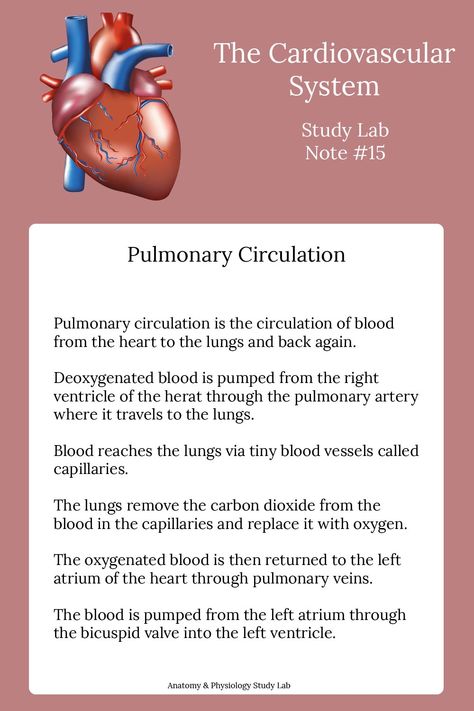 Anatomy And Physiology Study, Ma Notes, Physiology Study, Teas Test, Cardiac Cycle, The Circulatory System, Basic Anatomy And Physiology, Medical Student Study, Heart Anatomy