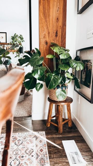 Plant Stand Stool, Diy Plant Stool, Plants On Stools, Plant Stand Monstera, Pot For Monstera Plant, Plant On Stool, Stool With Plant, Ikea Satsumas Plant Stand Hack, Stool Plant Stand