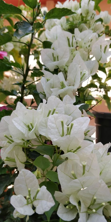 Bougainvilla in white. White Buganvilla, White Bogenvilla Plant, White Flowers Snap, White Bougainvillea Aesthetic, Bogenvilla Plant Aesthetic, Boganvillia Aesthetic, Bougainvillea White, Bouquets Aesthetic, White Bougainvillea