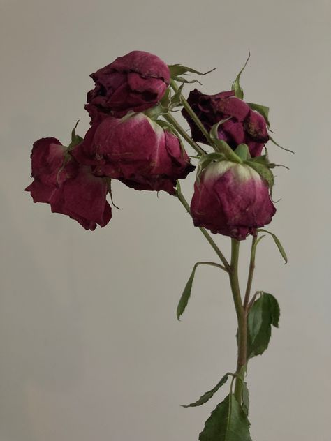 Old Roses Aesthetic, Coquette Old Money Aesthetic, Roses Coquette, Coquette Old Money, Old Flowers, Old Money House, Movie Aesthetic, Aesthetic Roses, Money Plant