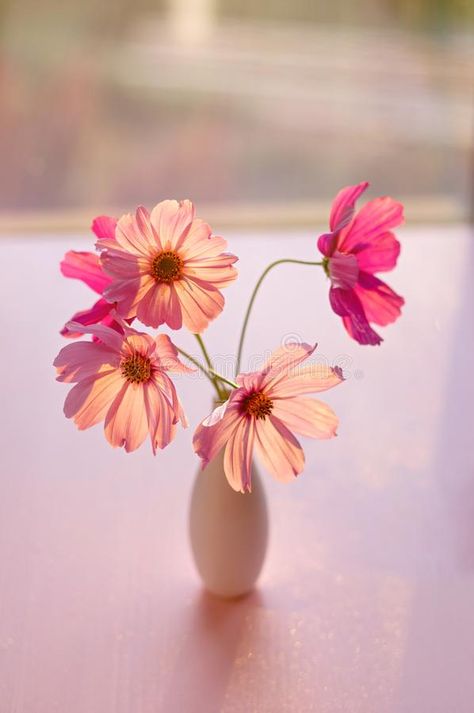 A Bouquet of Summer Cosmos Flowers in a Vase. Pink Cosmea Flowers in the Rays of Sunlight Stock Image - Image of aroma, cosmea: 159009959 Budvase Tablescape, Cosmos Wedding Flowers, Cosmo Bouquet, Cosmos Bouquet, Single Flowers, Flowers In A Vase, Cosmos Flowers, Sketch Ideas, Flower Ideas