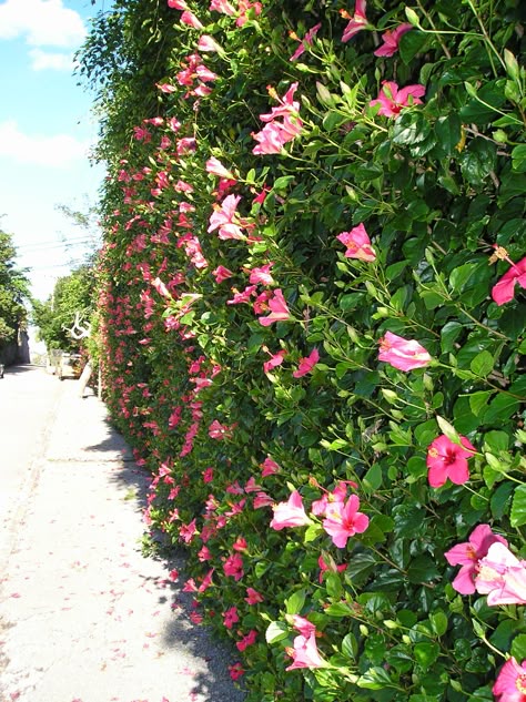 Hibiscus hedge, Hamilton, Bermuda. Hibiscus Hedge, Hamilton Bermuda, Hibiscus Tree, Hibiscus Garden, Garden Hedges, Hibiscus Plant, Rock Garden Landscaping, Garden Bulbs, Fence Landscaping