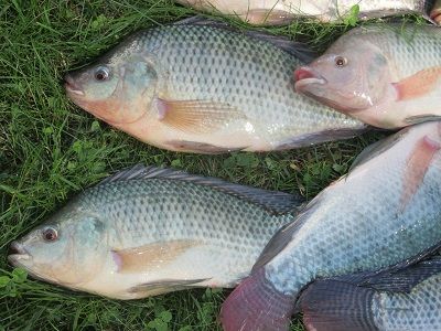 Getting Started with Small Scale Tilapia Farming Raising Tilapia, Tilapia Fish Farming, Tilapia Farming, Garden Fish Pond, Shrimp Farming, Tilapia Fish, Farm Pond, Aquaponic Gardening, Tilapia Recipes