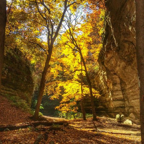 A fall drive on the Illinois River Road National Scenic Byway reveals the sort of views Illinois rarely gets credit for, along with art, history, memorable meals and even local wines. Travel Illinois, Starved Rock State Park, Starved Rock, Illinois River, Hocking Hills State Park, Custer State Park, Fall Getaways, Midwest Living, Great River