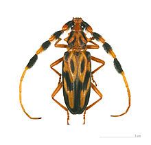 Longhorn beetle - Batus barbicornis Longhorn Beetle, Beetle Insect, Beetle Bug, Animal Groups, Arthropods, A Bug, Arachnids, Bugs And Insects, Wild Life