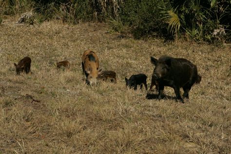 Feral pigs Deadly Poison, Feral Pig, Boar Hunting, Animal Rescue Stories, Hog Hunting, Wild Pig, Wild Hog, Pig Family, Trophy Hunting