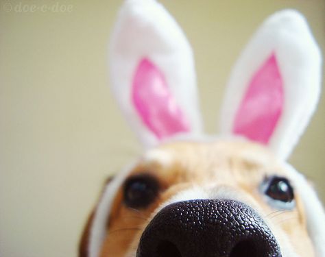 Haha I want to do this to my doggie:) he's gonna hate me after though. Easter Beagle, Dog Calendar, Easter Dog, Dog Photoshoot, Easter Pictures, Easter Photos, Pet Dress, Bunny Ears, Golden Retrievers