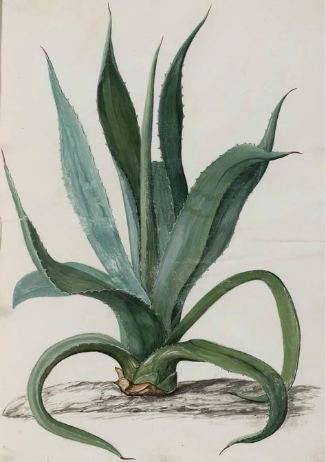 Agave vera-cruz Miller blue elephant aloe, railway aloe Moninckx, J., Moninckx atlas, vol. 3: t. 15 (1682-1709) Image Zen, Succulent Art, Aloe Plant, Illustration Botanique, Blue Elephant, Cactus Art, Vintage Botanical Prints, Plant Drawing, Scientific Illustration