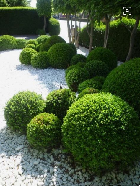 Pleached Trees, Moderne Have, Boxwood Garden, Small Yard Landscaping, Topiary Garden, Minimalist Garden, Modern Garden Design, Have Inspiration, Contemporary Garden