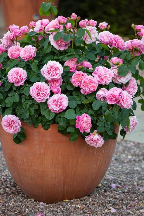 Potted Standard Roses, Roses Potted, David Austin Roses Garden, Potted Roses, Pink David Austin Roses, Container Roses, Carmel Antike Garden Rose, Pretty Porches, Austin Rose