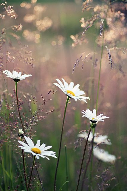 Daisies--my favorite flower.  Not too showy, incredibly sturdy and reliable; good traits in a flower and in a person! Daisy Love, White Daisies, The Grass, Flowers Nature, Love Flowers, Flowers Photography, Nature Beauty, Pretty Flowers, In The Middle