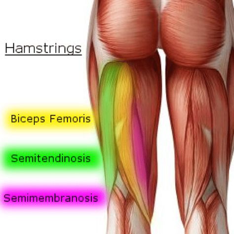 Hamstring injuries & knee pain Muscle Study, Pose Anatomy, Stretches For Knees, Hamstring Stretches, Pt School, Leg Anatomy, Human Muscle Anatomy, Hamstring Muscles, Gross Anatomy