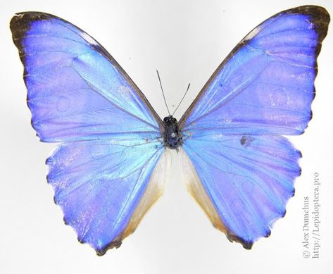 Morpho Aurora Butterfly, Morpho Butterfly, Moth, Aurora, Insects, Butterflies, Paintings, Google Search, Animals