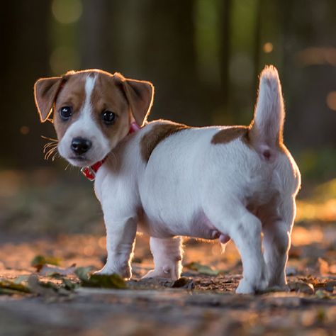 #1 | Jack Russell Terrier Puppies For Sale In Atlanta GA Chien Jack Russel, Jack Russell Terriers, Jack Russell Terrier Puppies, Jack Russell Puppies, Jack Russell Dogs, Dog Line, Jack Russells, Jack Russel, Terrier Puppies