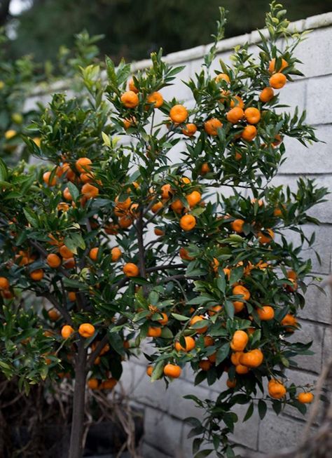 The Truth About Indoor Citrus Trees (Hint: They Belong Outdoors) | Remodelista Satsuma Tree, Indoor Lemon Tree, Indoor Fruit Trees, Satsuma Orange, Fruit Growing, Mandarin Tree, Tattoo Plant, Indoor Trees, Citrus Trees