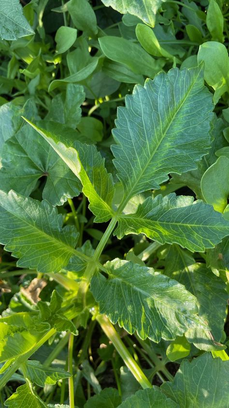 Dahlia Leaves, Dahlia Plant, Grow Dahlias, Growing Dahlias, Dahlia Flower, White Leaf, Whats Wrong, Water Lilies, Dahlia