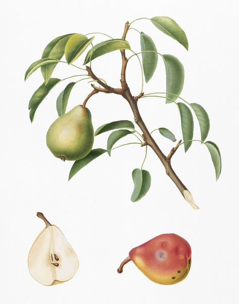 Pear (Pyrus veneta) from Pomona Italiana (1817 - 1839) by Giorgio Gallesio (1772-1839). | premium image by rawpixel.com Seed Illustration, Illustration Botanique Vintage, Apple Illustration, Canvas Kitchen Wall Art, Fruit Wall Art, Illustration Botanique, Botanical Illustration Vintage, Pear Trees, Vintage Illustrations