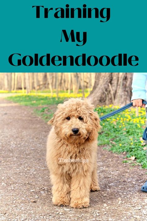 Pictured is a Goldendoodle. This Goldendoodle is representing Timberidge Goldendoodles. Having a new puppy around is always fun! However, what kind of training does a little Goldendoodle puppy need? Well, look no further than Timberidge Goldendoodles, your go-to place to learn a lot of unique and helpful facts as well as even Goldendoodle puppy training tips! For more information visit Timberidgegoldendoodles.com or contact us at Goldendoodles@timberidgefarms.com today. Puppy Training Tips, Goldendoodle Puppy, Workout Chart, Crate Training, Two Dogs, The Monks, Shepherd Puppies, German Shepherd Puppies, Puppy Training