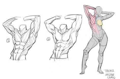 ArtStation - Online Class demo and old project, TB Choi Tb Choi Anatomy, Tb Choi, Anatomy Book, 남성 근육, Human Anatomy Drawing, Human Anatomy Art, Anatomy Sketches, Anatomy For Artists, Body Reference Drawing