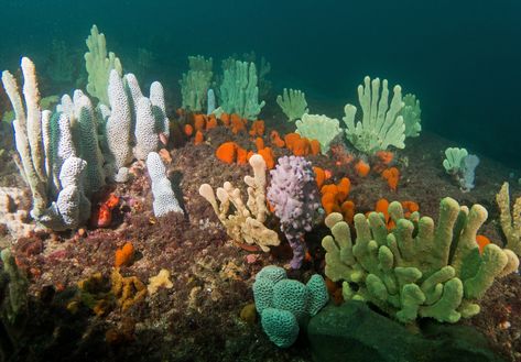 Sponge Garden, Sealife, Ocean Life, Sea Animals, Pretty Places, The Colour, Deep Sea, Marine Life, Sea Creatures