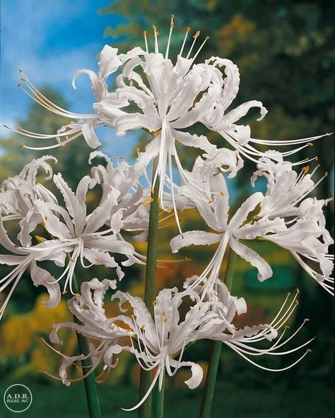 Spider Lily, (1  Bulbs )  ,Size 11/12, hardy in zone 6-10 , Lycoris radiata (choose your Color) White Spider Lily, Spider Lily, White Spider, Garden Seeds, Turks And Caicos Islands, Soil, Cactus, Lily, Plants