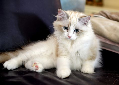 Seal Lynx point Bicolor Male, 3 months old Seal Lynx Bicolor Ragdoll, Blue Lynx Bicolor Ragdoll, Blue Point Ragdoll, Bicolor Cat, Dream's Cat, Kitten For Sale, Ragdoll Kitten, Leo Valdez, Ragdoll Cat