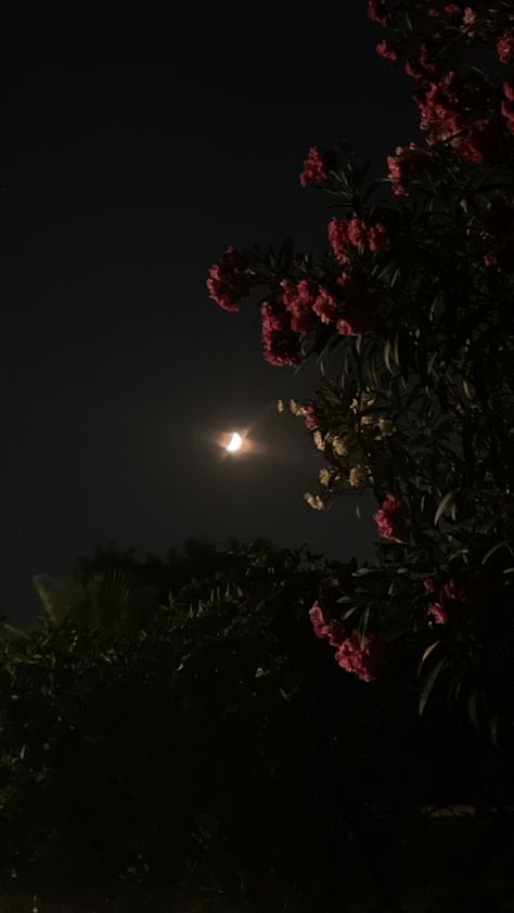 #redroses #aesthetic #moon #night Roses Night Aesthetic, Late Night Moon Aesthetic, Late Night Phone Call Aesthetic, Romantic Night Aesthetic, Night Garden Aesthetic, Indie Images, Flowers At Night, Late Night Aesthetic, Aesthetic Moon