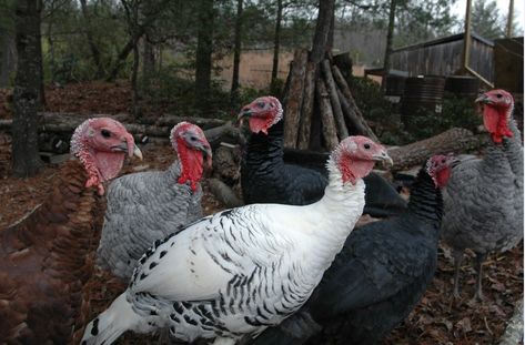 9 Reasons Why Raising Turkeys Might Not Be Right For Some Homesteaders Heritage Breeds Livestock, Turkey Breeds, Pet Turkey, Raising Turkeys, Genetic Diversity, Turkey Farm, Thanksgiving Turkeys, Turkey Bird, Raising Ducks