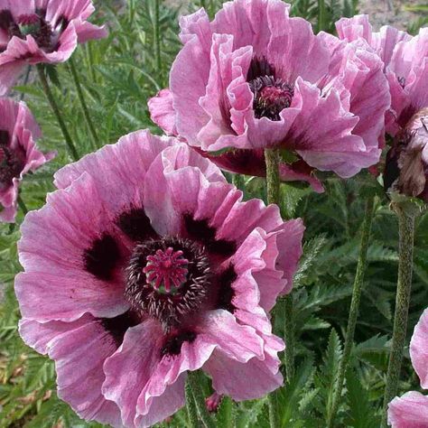 Papaver Orientale, Flower Gardens, Flowers Perennials, Exotic Flowers, The Grass, Poppy Flower, Flower Beauty, Beautiful Blooms, Flower Photos