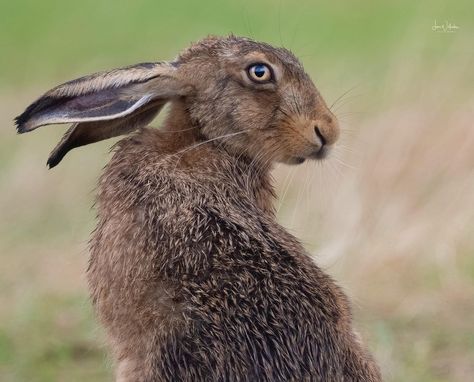 Hare Side Profile, Hare Reference Photo, Hare Poses, Rabbit Side Profile, Hare Aesthetic, Hare Reference, Bunny Poses, Rabbit Reference, Bunny Photography