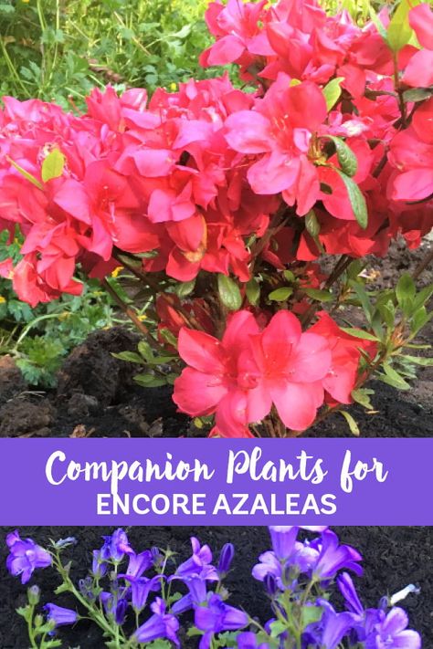 West Coast gardener Mary-Kate Mackey is searching for companion plants to serve as weed control and most importantly, to complement her Encore Azaleas. Here are the contenders. #companionplants #californiagardening #PNWgardening #azaleagarden #encoreazaleas Encore Azaleas Landscaping Front Yards, Azalea Companion Plants, Encore Azaleas Landscaping, What To Plant With Azaleas, Landscaping With Azaleas, Azaleas Landscaping, Encore Azaleas, Azaleas Garden, Garden Escape