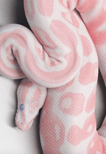 Pink Corn Snake, Cute Snake Pfp, Pink Snake Aesthetic, Unique Animals Beautiful, Baby Snakes Cute, Snake Core, Aesthetic Snakes, Rosy Boa Snake, Exotic Animals As Pets