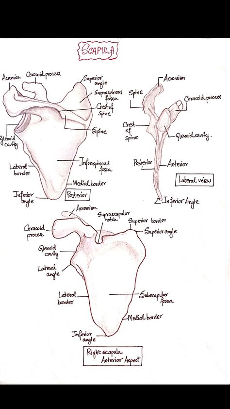 Shoulder Xray Anatomy, Shoulder Bone Anatomy, Clavical Bone Anatomy, Scapula Anatomy Notes, Osteology Aesthetic, Shoulder Anatomy Drawing, Radiology Student Study, Clavicle Anatomy, Mandible Bone