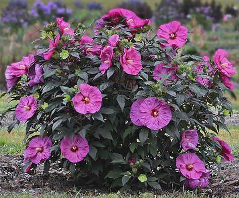 GardenSmart :: ARTICLES :: Five New Deer-Resistant Perennials for Sunny Landscapes Flowers For Landscaping, Plants Around Pool, Hibiscus Bush, Proven Winners Perennials, Deer Resistant Perennials, Hardy Hibiscus, Perennial Gardens, Tropical Flower Plants, Perennial Flower