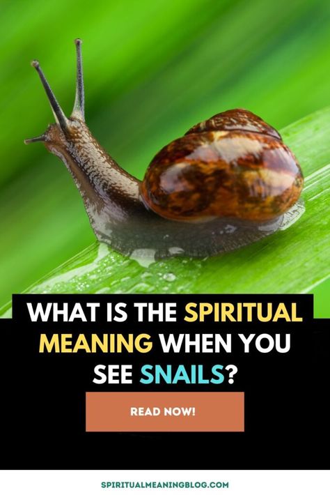 Spiritual Meaning of Snails: Delving Into the Symbolism. The spiritual meaning of snails is multifaceted and complex, intertwining several key themes that we commonly associate with our own human experiences. Snails are far more than just slow-moving creatures; they embody powerful symbolism about life, progress, resilience, and our connection to the natural world. The Slow ... Read more The post What is the Spiritual Meaning When You See Snails? appeared first on Spiritual Meaning Blog. Snail Spiritual Meaning, Snail Meaning, Spiritual Beliefs, Easy Yoga Workouts, Productive Day, Spiritual Meaning, Superbowl Party, What Happened To You, Human Experience