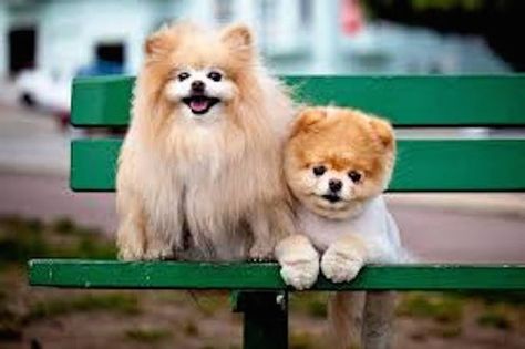 Boo the Dog Cute Photos | Gallery of Boo the Pomeranian Boo The Cutest Dog, Jules Bianchi, Boo And Buddy, World Cutest Dog, Boo The Dog, Cute Teacup Puppies, Dogs Playing, Dog List, Cute Dog Pictures