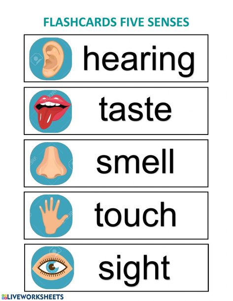 5 Senses Classroom Display, Five Senses Flashcards, 5 Senses Craft, Discovery Table, Five Senses Worksheet, Five Senses Preschool, Water Lessons, Ivan Cruz, Speech Therapy Worksheets