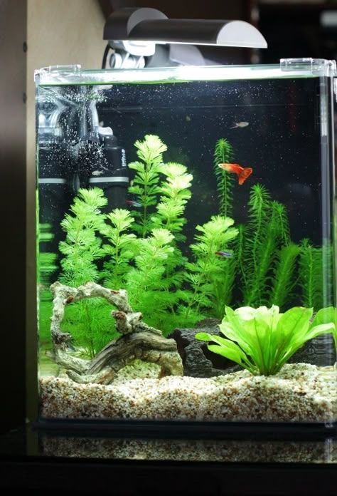 Pretty Fish Tank, Guppy Fish Tank, Aquarium Photography, Shrimp Aquarium, Aqua Tank, Aquatic Garden, Pretty Fish, Fresh Water Fish Tank, Nano Aquarium