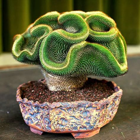 Cactus Planta, Weird Plants, Succulent Gardening, Unusual Plants, 수채화 그림, Agaves, Rare Succulents, Succulent Garden, Unique Plants