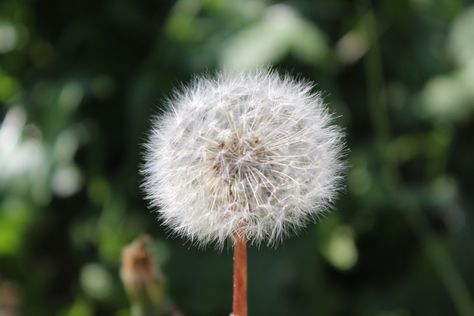 made with my canon EOS 4000D Canon 4000d, Canon Eos 4000d, Photosynthesis, Coming Of Age, Canon Eos, Eos, Dandelion, Canon, Flowers