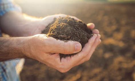 Opinion | Why Talk of Regenerative Agriculture Should Include Pesticide Reduction – Food Tank Planting Fruit Trees, Soil Testing, Peat Moss, Soil Health, Soil Improvement, Grass Seed, Fruit Plants, Organic Matter, Garden Soil