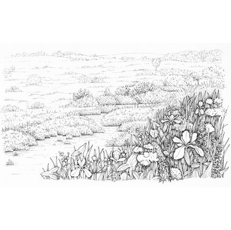 Meadow Flowers Drawing, Flower Field Sketch, Marsh Illustration, Meadow Sketch, Meadow Drawing, Moisture Loving Plants, Woodland Landscape, Healthy Greens, Marsh Marigold