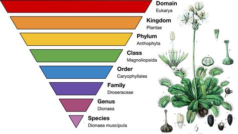 What is taxonomy?This article will help you learn about the scientific process of naming and classifying organisms to help us better understand and appreciate plants. Taxonomy Biology, Classifying Plants, Plant Taxonomy, Botanical Academia, Flower Farm Ideas, Dichotomous Key, Plant Classification, Indian Journal, Scientific Process