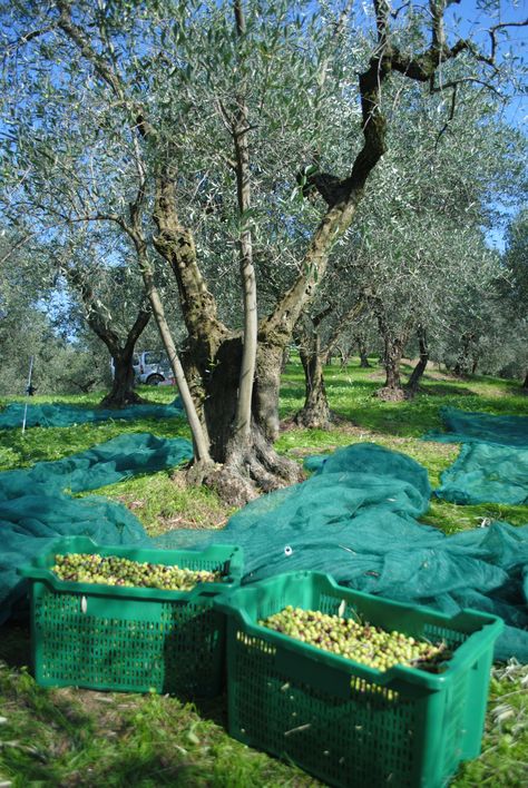 The olive grove, Tuscany, Italy Olive Tree Care, Growing Olive Trees, Dream Garden Backyards, Modern Water Feature, Pools For Small Yards, Commercial Farming, Front Lawn Landscaping, Conservatory Greenhouse, Backyard Covered Patios