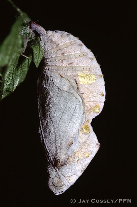 Red Admiral (Vanessa atalanta) Chrysalis London Moth Cocoon, Butterfly Pupa, Butterfly Cocoon, Butterfly Chrysalis, Types Of Insects, Moth Caterpillar, Beautiful Bugs, Bugs And Insects, Beautiful Butterflies