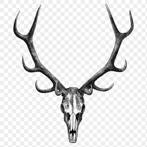 Elk Skull Tattoo Design, Stag Skull Tattoo, Elk Skull Tattoo, Deer Skull Drawing, Owl Forearm Tattoo, Deer Skull Tattoo, Stag Skull, Antler Tattoos, Elk Tattoo