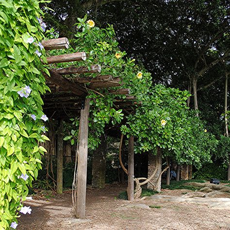 Sky Vine and Chalice Vine bloom profusely on Vine Pergola Vine Pergola, Pergola Vines, Small Garden Pergola, Pergola Ideas For Patio, Garden Sitting Areas, Unique Garden Decor, Metal Pergola, Pergola Garden, Garden Vines