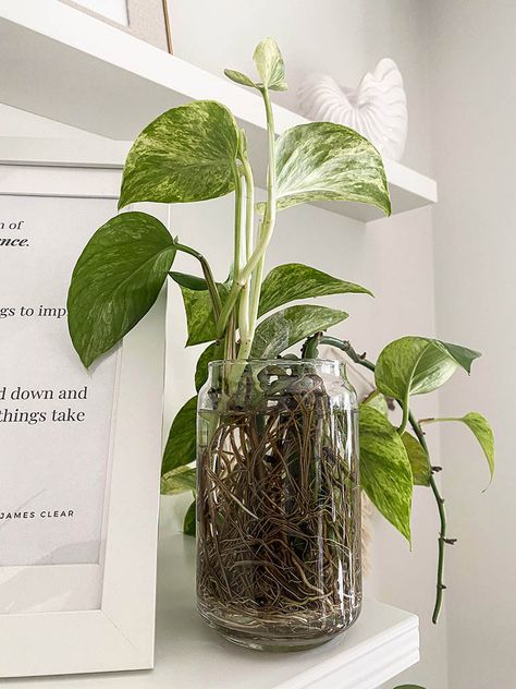 Pothos Propagation, Plant Decoration Ideas, Hydro Plant, Water Plants Indoor, Plants Grown In Water, Low Maintenance Indoor Plants, Marble Queen, Plant In Glass, Marble Queen Pothos