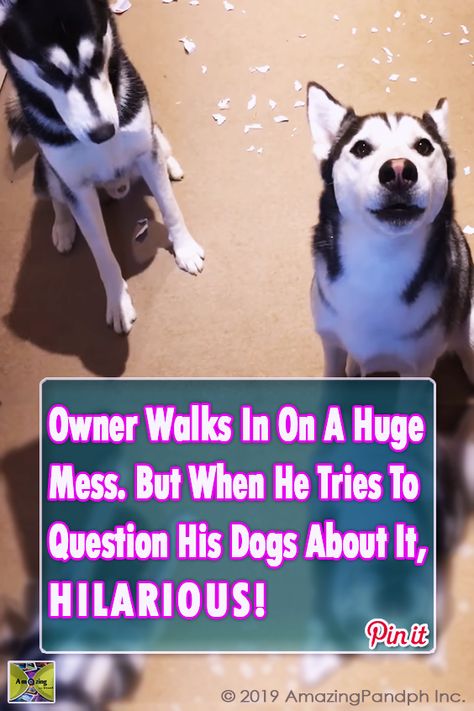 Huskeys Saying Funny Things, Funny Husky Pictures, Silly Dogs Hilarious, Husky Jokes, Apple Dapple, Siberian Husky Funny, Dog Shaming Funny, Cute Husky Puppies, Baby Huskies