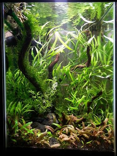 15 gallon column | nbtobey | Flickr Aqua Scape, Aquarium Inspiration, Aqua Scaping, Natural Aquarium, Fish Aquarium Decorations, Amazing Aquariums, Fish Ideas, Aquarium Maintenance, Aquascape Design